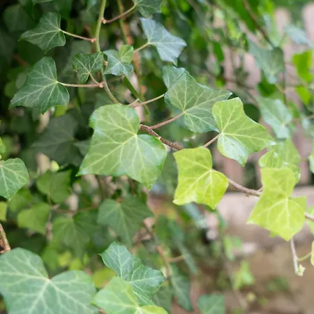 דירה La Casetta Nel Borgo A Due Passi Dal Mare